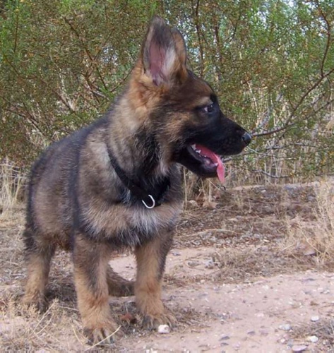  Prod�m �t���tka NO s PP, v�b�rov� ch