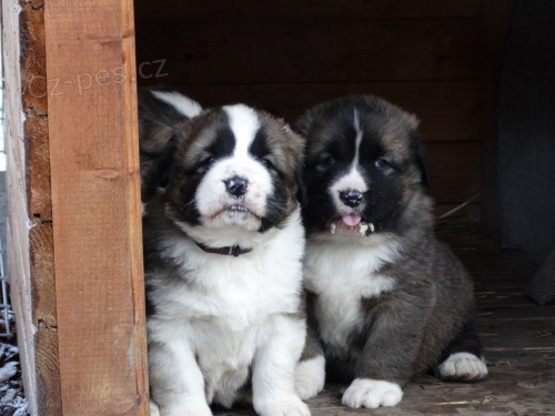 Moskevsk� str�n� pes - �t��ata bez PP