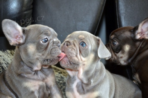 Kr�sn� samec a samice francouzsk� buldok �t��ata