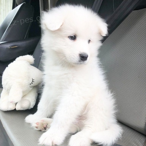samci a feny Samoyed �t��ata~~
