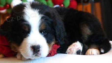 �t��ata bernsk�ch horsk�ch ps�...