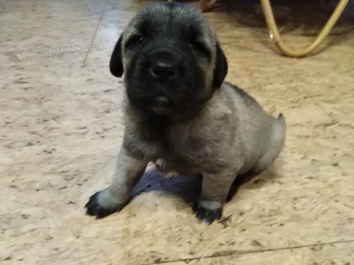 Kangal - Anatolsk� pasteveck� pes