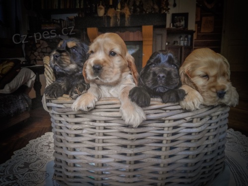 anglick� kokr�pan�l �t���tka s PP