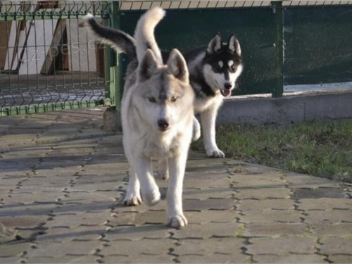 Sibi�sk� husky chlapec a d�vka FCI