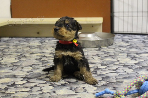 Erdelteri�r - �t��ata