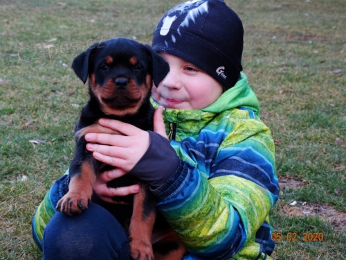 Zad�m �t��ata rotvajlera s PP