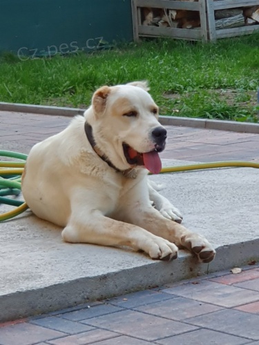 St�edoasijsk� pasteveck� fena s PP