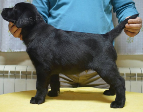 �t��ata labradorsk�ho retr�vra