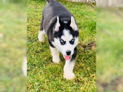 Sibi�sk� husky �t���tka s rodokmenem.