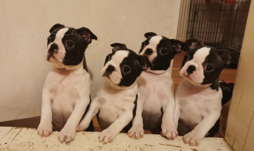 �t��ata Bostonsk�ho teri�ra