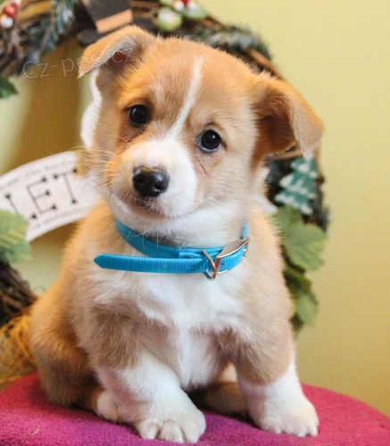 sladk� vel�sk� Corgi (Pembroke)