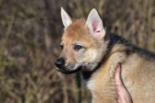 �eskoslovensk� vl��k s PP