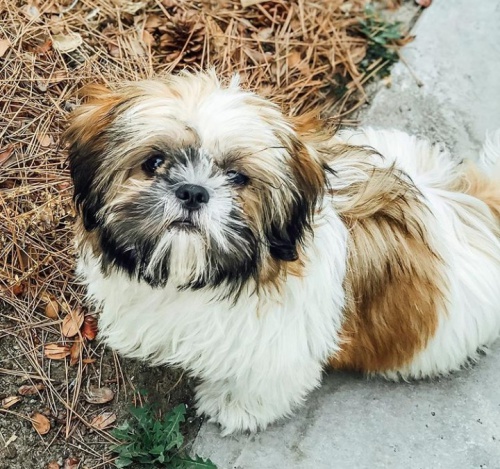 Kr�sn� �t��ata shih-tzu jsou k dispozici pro adopci