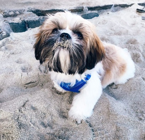 Kr�sn� �t��ata shih-tzu jsou k dispozici pro adopci