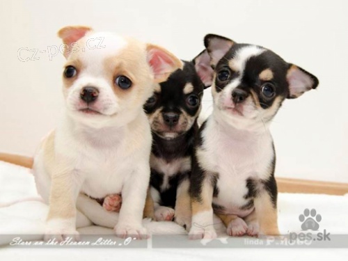 Koupim fenku �ivavy kr�tkosrst� 