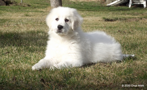 Slovensk� �uva� - �t���tko s PP