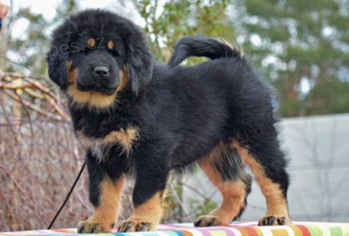 Tibetsk� doga - �t���tka s PP