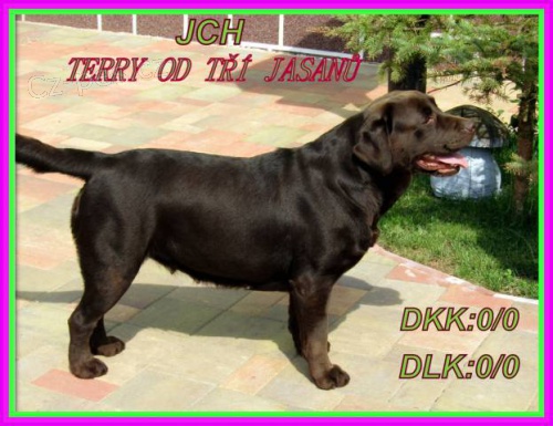 �okol�dov� labrador