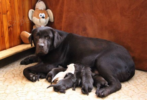 �okol�dov� �t���tka