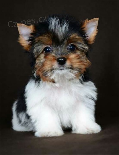 Kr�sn� miniaturn� �t���tka Biewer