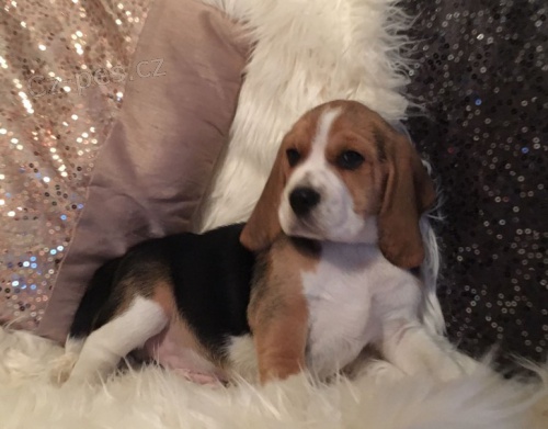 �t��ata b�gla