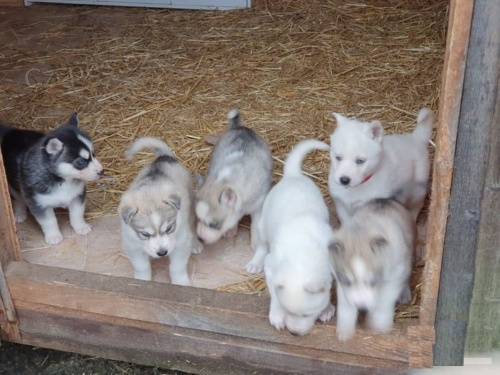 P�kn� husky �t��ata FCI