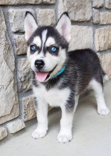 sibi�sk� husky �t���tka k adopci, velmi zdrav� a p�ich�zej� s pap�ry