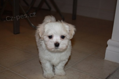 �istokrevn� maltsk� �t���tka