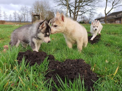 �t��ata sibi�sk�ho husky s rodokmenem