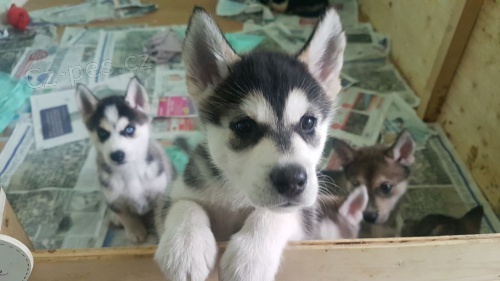 Sibi�sk� husky �t��ata testy DNA