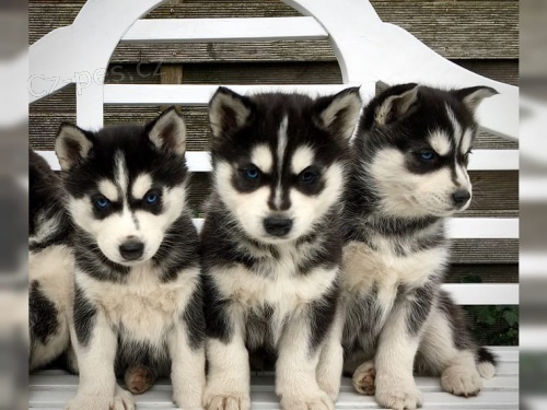 P�kn� �t��ata sibi�sk�ho husky