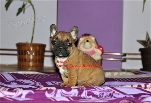 Francouzsk� buldo�ek