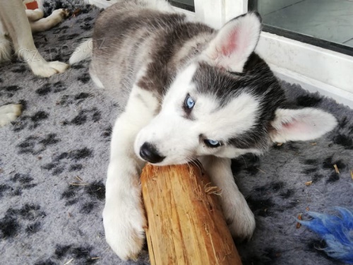 �istokrevn� sibi�sk� husky, kr�sn� �t���tka