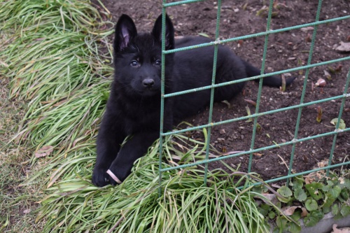 Prod�m �t��ata N�meck�ho Ov��ka - fenky