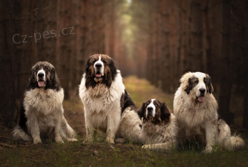 Pyrenejsk� mastin s PP