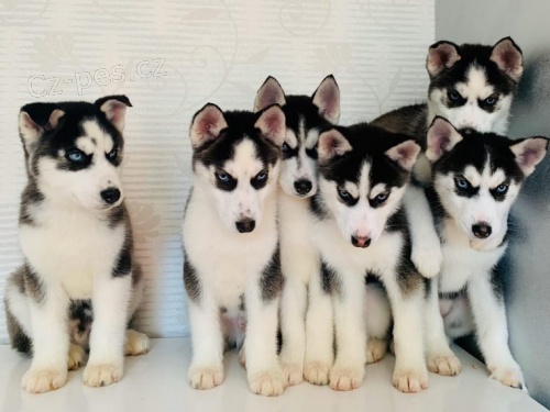 Sibi�sk� Huskyov� �t��ata + 1 rok zdarma poji�t�n�
