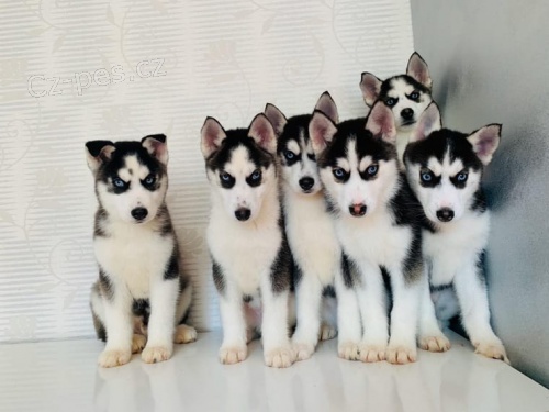 Sibi�sk� Huskyov� �t��ata + 1 rok zdarma poji�t�n�