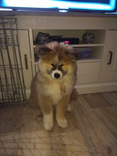 Akita Inu �t��� fenka