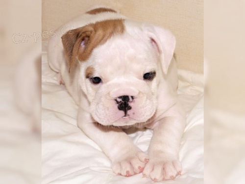  Anglick� buldok pracuj�c� s rodokmenem FCI