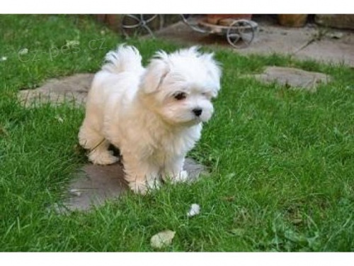 k dispozici nyn�.Kr�sn� a hrav� maltsk� �t���tka jsou k dispozici k adopci