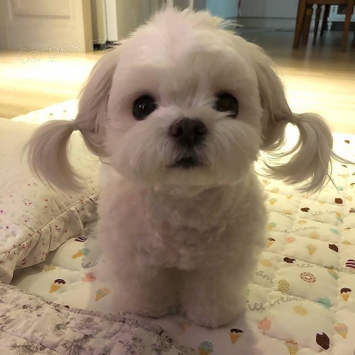 k dispozici nyn�.Kr�sn� a hrav� maltsk� �t���tka jsou k dispozici k adopci