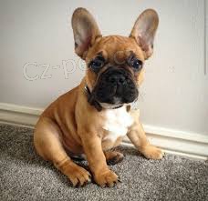 k dispozici nyn�.Kr�sn� a hrav� francouzsk� buldo�ka �t��ata jsou k dispozici k adopci. Tato �t��ata jsou nyn� k dispozici a hledaj� nov� domov.