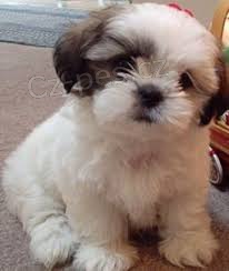 nyn� k dispozici.Kr�sn� a hrav� �t��ata shih-tzu jsou k dispozici k adopci. Tato �t��ata jsou nyn� k dispozici a hledaj� nov� domov.