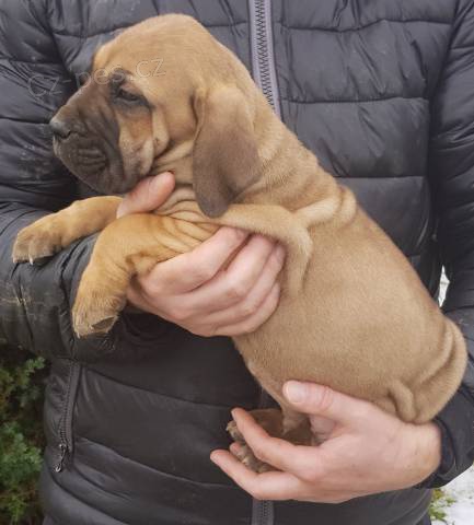 Brazilsk� Fila, �t��ata s PP