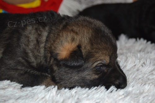 n�meck� ov��k-�t�nata