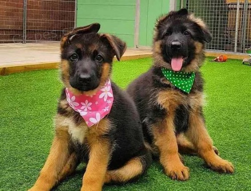 NAB�DKA �t��ata n�meck�ho ov��ka. P�ijm�te �t���tka n�meck�ho ov��ka, �e jsou zdrav� a byla o�kov�na