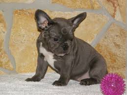 NAB�DKA anglick� buldok. Te� si p�ijm�te �t��ata anglick�ho buldoka. Jsou zdrav� a byla o�kov�na