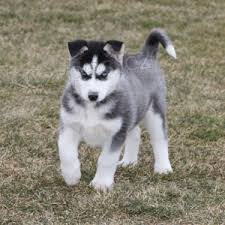 NAB�Z�ME �t��ata sibi�sk�ho husky. P�ijm�te �t���tka sibi�sk�ho huskyho. V�m, �e jsou zdrav� a byla o�kov�na