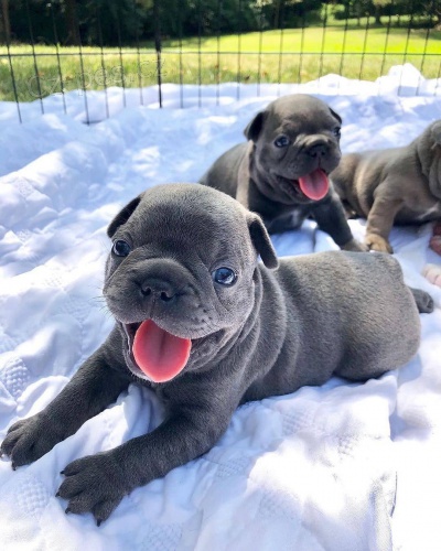 NAB�DKA anglick� buldok. Te� si p�ijm�te �t��ata anglick�ho buldoka. Jsou zdrav� a byla o�kov�na