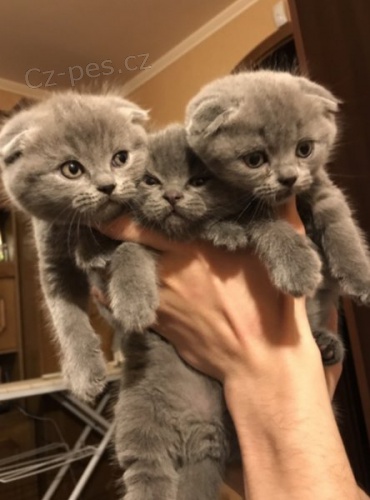 rozko�n� skotsk� fold ko�ata na prodej